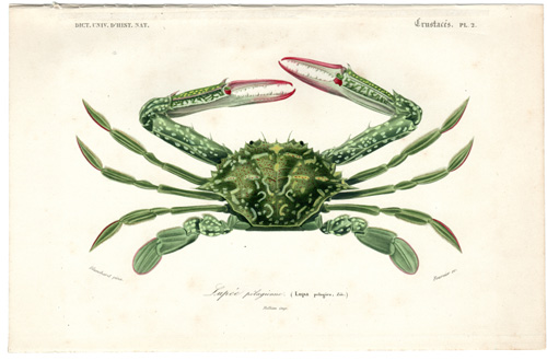 Green Crab